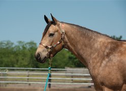 Weaver Equine Lost Creek Patterned Adjustable Horse Halter slide 2 of 9