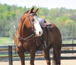 Weaver Equine Turquoise Cross Aztec Contoured Horse Breast Collar slide 2 of 2
