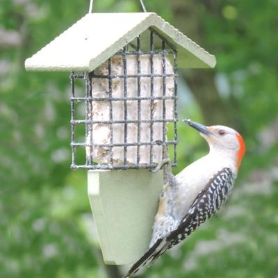 Show full view: Birds Choice Single Cake Recycled Plastic Suet Wild Bird Feeder with Tail Prop, Sea Salt, 8.75 x 3 x 10-in slide 4 of 7