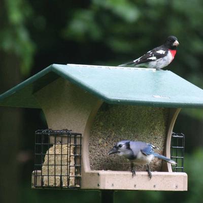 Show full view: Birds Choice Recycled Plastic Hopper Suet Wild Bird Feeder with Cages, Taupe & Green, Medium: 10.5 x 10.5 x 9-in slide 6 of 8
