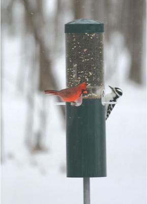 Show full view: Birds Choice Squirrel Proof Classic Tube Wild Bird Feeder with Pole & Baffle, Green slide 3 of 6