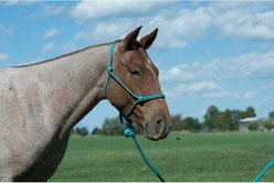 Weaver Equine Diamond Braided Horse Rope Horse Halter with Lead, Teal/Gray/Orange slide 2 of 4