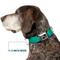 Show in main carousel: Buckle-Down Ombre Dog Collar, Large: 20 to 31-in neck, 1.5-in wide slide 7 of 8