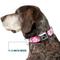 Show in main carousel: Buckle-Down Hibiscus Neon Dog Collar, Medium: 16 to 23-in neck, 1.5-in wide slide 7 of 8