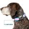 Show in main carousel: Buckle-Down Flag Transgender Dog Collar, Small: 13 to 17-in neck, 1.5-in wide slide 7 of 8