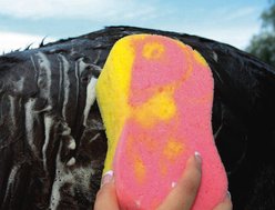 Tail Tamer by Professional's Choice Tie-Dye Horse Sponge, Multi
