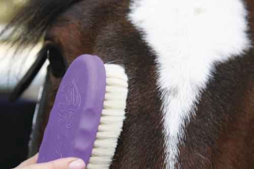 Show full view: Tail Tamer by Professional's Choice Goat Hair Face Horse Brush, Assorted, Small slide 2 of 2