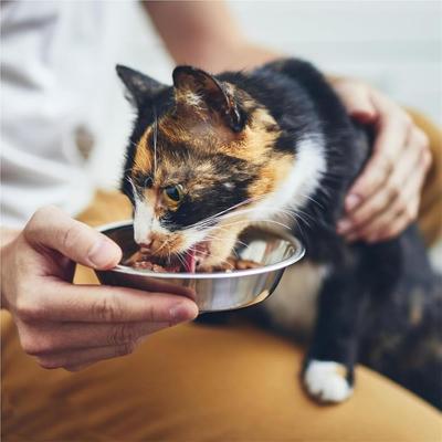 Show full view: NonoPets Non-Slip Dual Bowl Set with Raised Base Cat Food & Water Feeder, Yellow slide 3 of 8