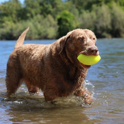 Show full view: Ruff Dawg Football Dog Chew Toy, Yellow, X-Large slide 4 of 4