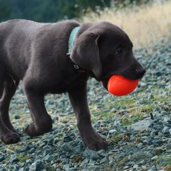 Ruff Dawg Football Dog Chew Toy, Orange, Small slide 2 of 4