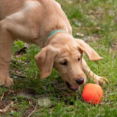 Show full view: Ruff Dawg Dawg-Cube Dog Chew Toy, Green, Small slide 3 of 3