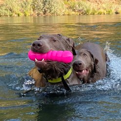 Ruff Dawg Dawg-Buster Tough Dog Chew Toy, Pink, Small slide 2 of 4