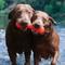Show in main carousel: Ruff Dawg Dawg-Buster Tough Dog Chew Toy, Orange, Small slide 4 of 4