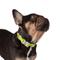 Show in main carousel: Nandog Durable Adjustable Sport Poly-Flex Waterproof Vinyl PVC Dog Collar, Neon Green, Large: 17 to 22-in neck, 1-in wide slide 2 of 7