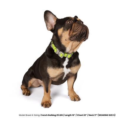 Show full view: Nandog Durable Adjustable Sport Poly-Flex Waterproof Vinyl PVC Dog Collar, Neon Green, Large: 17 to 22-in neck, 1-in wide slide 5 of 7