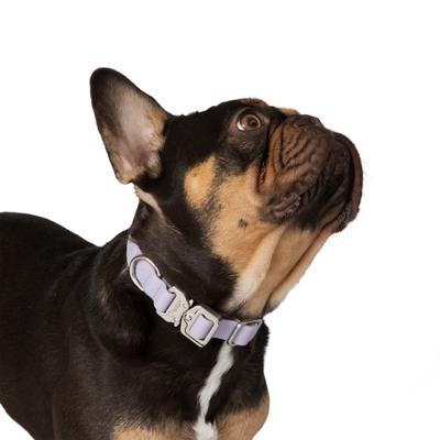 Show full view: Nandog Durable Adjustable Sport Poly-Flex Waterproof Vinyl PVC Dog Collar, Lilac Purple, Large: 17 to 22-in neck, 1-in wide slide 2 of 7