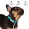 Show in main carousel: Nandog Durable Adjustable Sport Poly-Flex Waterproof Vinyl PVC Dog Collar, Aqua Blue, Small: 9 to 13-in neck, 3/4-in wide slide 7 of 7
