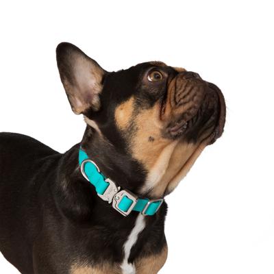 Show full view: Nandog Durable Adjustable Sport Poly-Flex Waterproof Vinyl PVC Dog Collar, Aqua Blue, Small: 9 to 13-in neck, 3/4-in wide slide 2 of 7