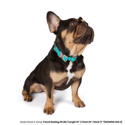 Show full view: Nandog Durable Adjustable Sport Poly-Flex Waterproof Vinyl PVC Dog Collar, Aqua Blue, Small: 9 to 13-in neck, 3/4-in wide slide 5 of 7