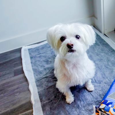 Show full view: Pet Life Unlimited Charcoal Dog Pee Pads, XX-Large: 29.5 x 35-in, 15 count, Unscented slide 4 of 6