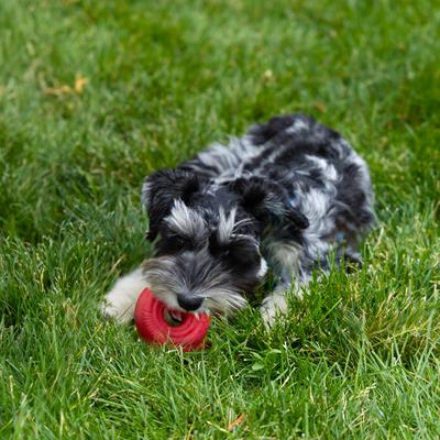 Show full view: KONG Donut Dog Chew Toy, Red, Small/Medium slide 2 of 7
