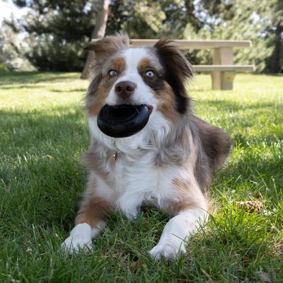 Show full view: KONG Extreme Donut Dog Chew Toy, Black, Medium/Large slide 2 of 8