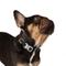 Show in main carousel: Nandog Durable Adjustable Sport Poly-Flex Waterproof Vinyl PVC Dog Collar, Black, Small: 9 to 13-in neck, 3/4-in wide slide 2 of 7