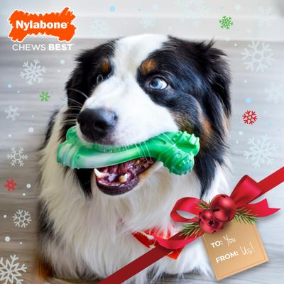 Show full view: Nylabone Holiday Power Chew Curvy Dental Bone Dog Toy, Wintergreen, Large slide 2 of 9