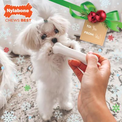 Show full view: Nylabone Holiday Puppy Starter Kit Triple Pack Dog Bone Toys slide 3 of 12
