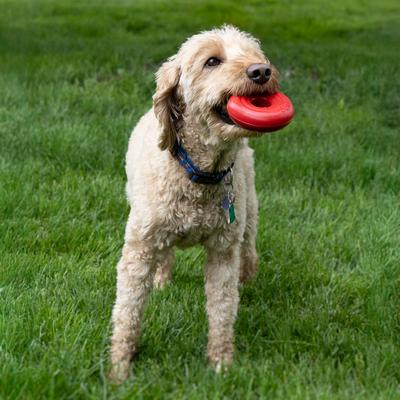 Show full view: KONG Donut Dog Chew Toy, Red, Medium/Large slide 5 of 8