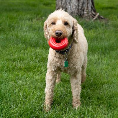 Show full view: KONG Donut Dog Chew Toy, Red, Medium/Large slide 2 of 8