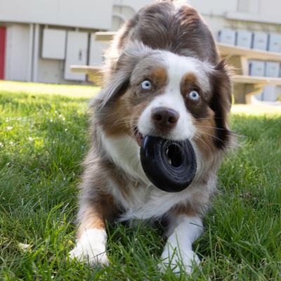 Show full view: KONG Extreme Donut Dog Chew Toy, Black, Medium/Large slide 5 of 8