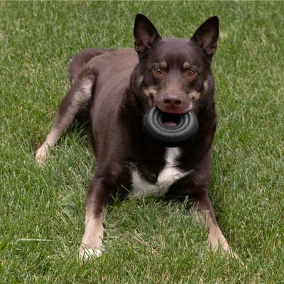 Show full view: KONG Extreme Donut Dog Chew Toy, Black, Large/X-Large slide 2 of 7