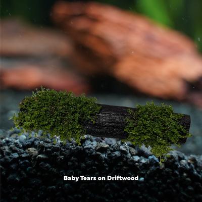 Show full view: Quinn's Fins Baby Tears on Driftwood Live Aquarium Plant slide 4 of 4