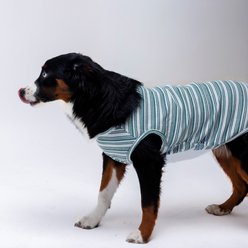 Both Tails Candy Cane Sleeveless Dog Sweater, Green, Small slide 2 of 4