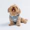 Show in main carousel: Both Tails Starry Night Sleeveless Dog Sweater, Grey, X-Small slide 3 of 6