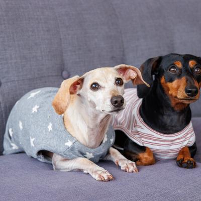 Show full view: Both Tails Starry Night Sleeveless Dog Sweater, Grey, X-Small slide 2 of 6