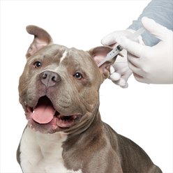 Gentamicin/ Ketoconazole/ Triamcinolone (GKT) Compounded Otic Ointment, 0.3%/2% /0.1%, 3 mL for Veterinary use slide 2 of 4