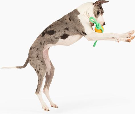 Show full view: Gnawsome Ball & Rope Tug Dog Toy, Yellow & Green, Large slide 3 of 4