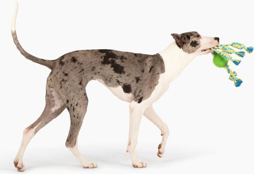 Show full view: Gnawsome Ball & Rope Triple Rope Dog Toy, Green, Blue & Yellow slide 2 of 3