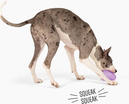 Show full view: Gnawsome Spiky Egg Dog Chew Toy, Purple, Mega slide 2 of 4