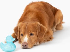 Gnawsome Squeaker Duck Dog Chew Toy, Light Blue slide 2 of 4