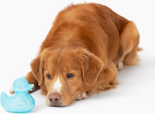 Show full view: Gnawsome Squeaker Duck Dog Chew Toy, Light Blue slide 2 of 4