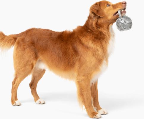 Show full view: Gnawsome Spiky Kettlebell Dog Chew Toy, Silver, Medium slide 2 of 3