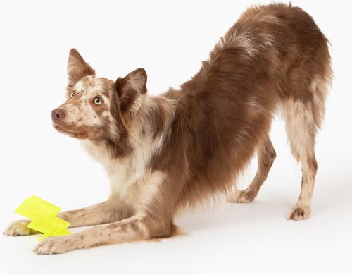 Show full view: Gnawsome Squeaker Lightning Bolt Dog Chew Toy, Neon Green slide 3 of 5