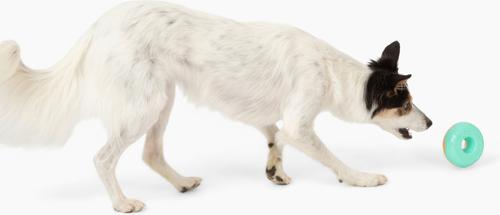 Show full view: Gnawsome Squeaker Donut Dog Chew Toy, Teal slide 2 of 4