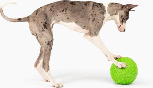 Show full view: Gnawsome Herding Ball Dog Toy slide 2 of 5