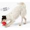 Show in main carousel: Gnawsome Spiky Egg Dog Chew Toy, Red, Medium slide 2 of 4