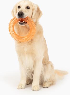 Show full view: Gnawsome Spiky Ring Dog Chew Toy, Orange, Mega slide 2 of 5