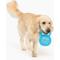 Show in main carousel: Gnawsome Spiky Kettlebell Dog Chew Toy, Blue, Mega slide 2 of 4